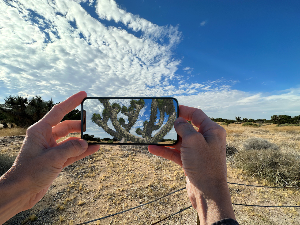 photo of a person's hands using AR imagery over the landscape at prime desert woodland preserve