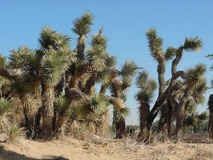 Joshua Trees