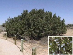 California Juniper