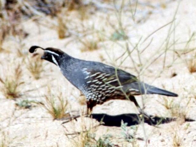 California Quail